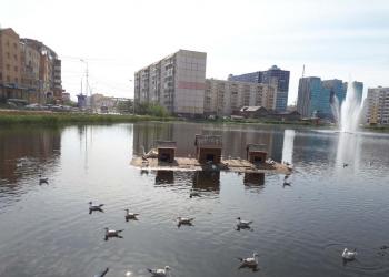<i></i>Якутск: подростки забросали камнями и палками редких птиц в экопарке «Лебединое озеро»