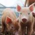 В Якутии модернизируют свинокомплекс и в 10 раз увеличат производство мяса