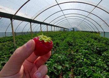 «Дальневосточный гектар»: фермер переехал на Сахалин и выращивает клубнику, малину, яблоки и морозостойкий виноград