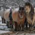В Чурапчинском улусе зимовка скота идет в штатном режиме