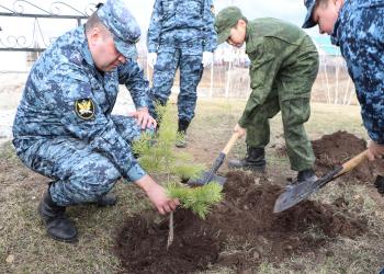 Сотрудники УФСИН совместно с кадетами посадили саженцы деревьев на территории мемориального комплекса павшим в Великой Отечественной войне воинам