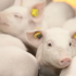 В Минсельхозе рассмотрели текущую ситуацию и перспективы развития отрасли свиноводства