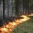 Второй день бушует лесной пожар у поселка Заречный в Олекминском районе Якутии