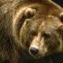 Алданский район переживает нашествие медведей