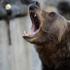 В Якутии медведь напал на женщину